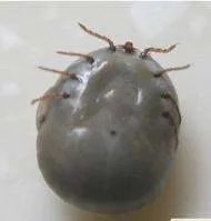 狗豆子！！！！！