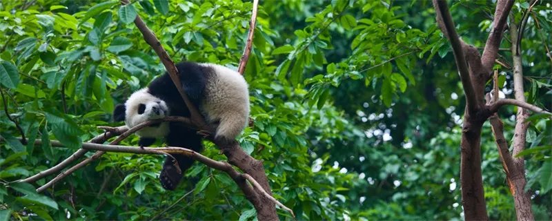 大熊猫生活在什么地方