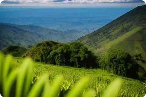 有冇d好似出包王女或猫耳属性的漫画或动画??