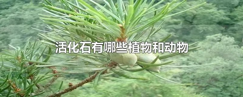 活化石有哪些植物和动物