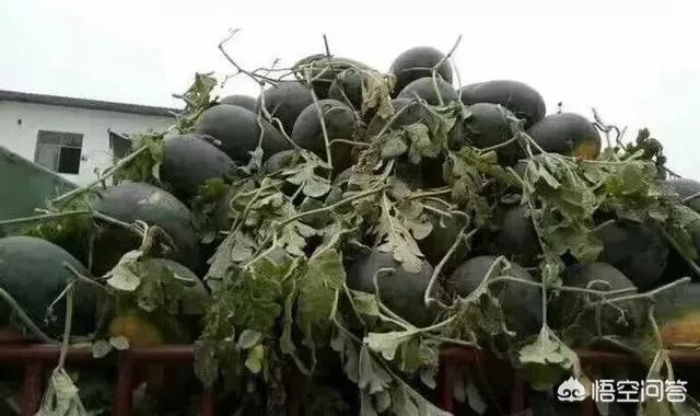 给大家介绍一个西瓜新品种?