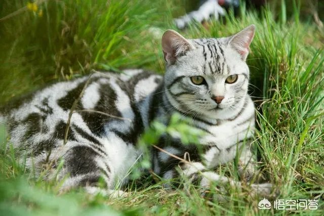 小猫死了拿去挂树被别的猫看见了有什么忌讳吗？