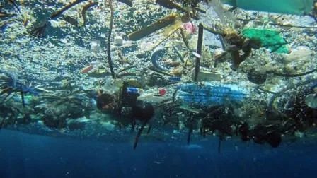 去年有15亿只口罩流入海洋,这会对海洋生物造成怎样的伤害?