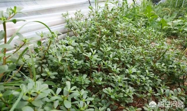 农村田野很多野菜都冒出了头，什么野菜是这个时节比较好采又好吃的？