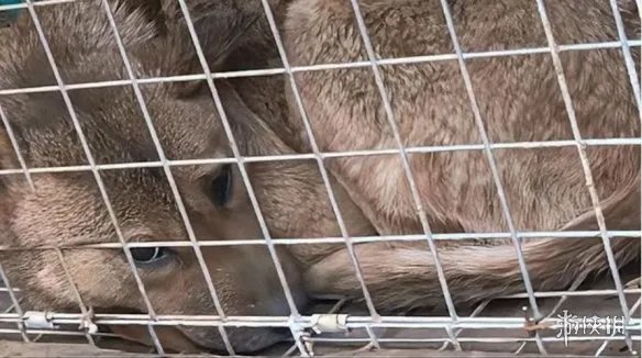 小狗掉50米深洞独自生活6年后被救出！网友：狗坚强！