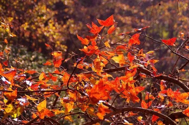 广东省从化市石门国家森林公园好玩吗？从广州市区怎么去？