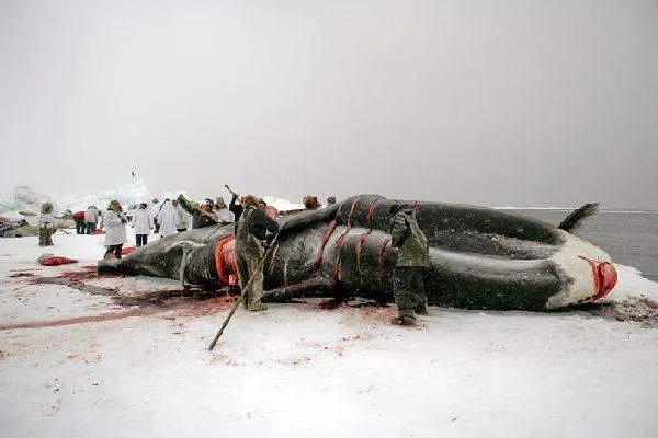 日本重启商业捕鲸，会有其他国家站出来反对这种行为吗？