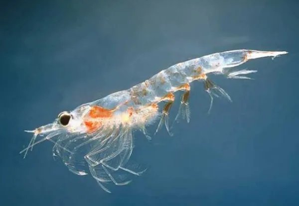 对虾与青虾的区别是什么？