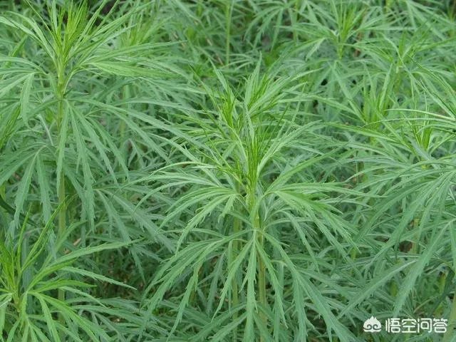 农村田野很多野菜都冒出了头，什么野菜是这个时节比较好采又好吃的？