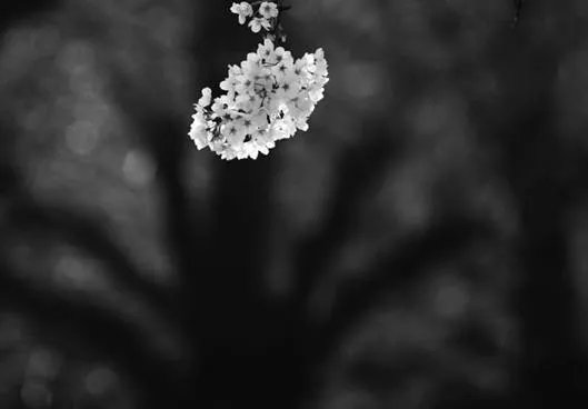 旅程相伴　索尼三剑客的一路风情