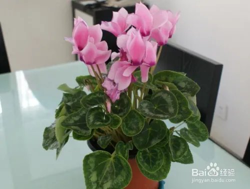 仙鹤来花怎么养 怎么养好仙鹤来花