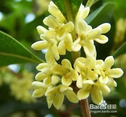 健康之路之养生美容多吃”花“