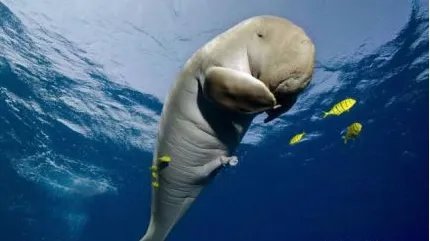 什么是儒艮？儒艮为什么叫美人鱼？