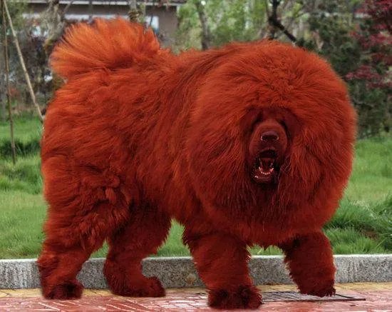 藏獒喂养有哪些注意事项？