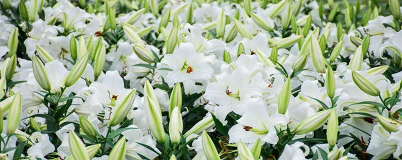 百合花代表什么意思 百合花的寓意