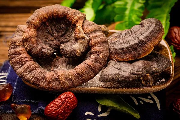 灵芝是年份越久功效越好吗