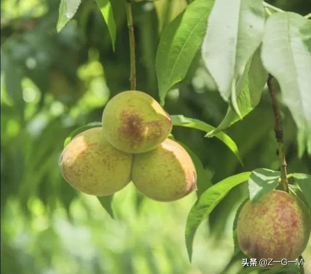 美国新增新冠肺炎确诊病例4万8是怎么统计出来的？