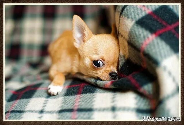 为什么我家狗狗每次突然见到主人我，都会尿失禁？