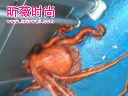 渔民将章鱼放在船上 下幕难以相信（组图）