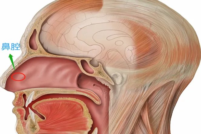 戏腔用哪个部位发声
