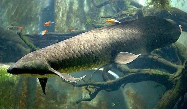 澳洲肺鱼的简介