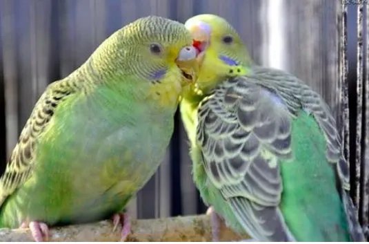 大学生售卖2只鹦鹉为什么会被判6年？