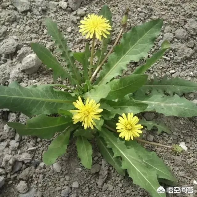 农村田野很多野菜都冒出了头，什么野菜是这个时节比较好采又好吃的？