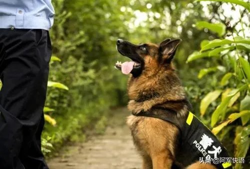 广元七旬老人深山迷路被困5天，警犬悬崖下将其找到, 你怎么看？