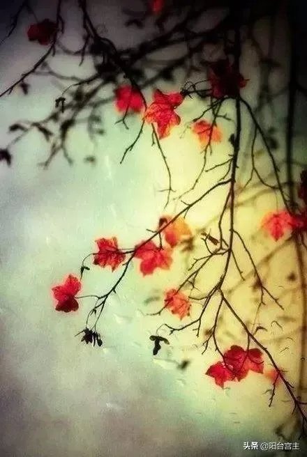 如何看待半藏森林前男友去世事件？