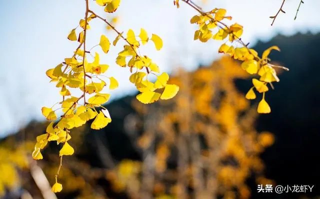 正规交友平台有哪些