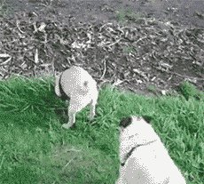 每天都帮他撸的好辛苦 周末劲爆欢乐动态图赏