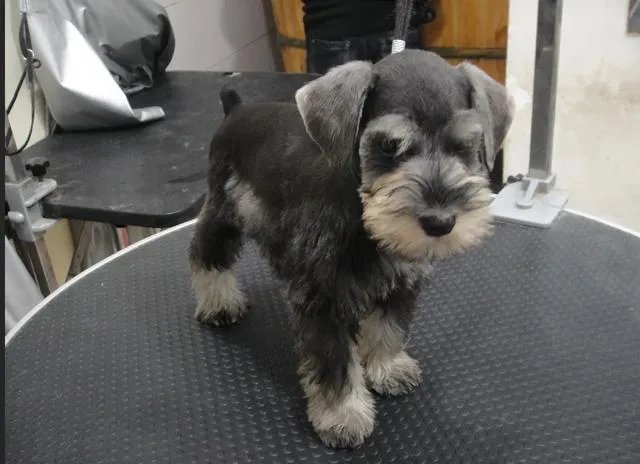 为什么很多养过雪纳瑞的人，都不愿意再养其他的狗呢？