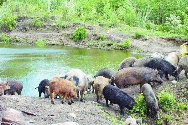 未来的养猪行情怎么样?