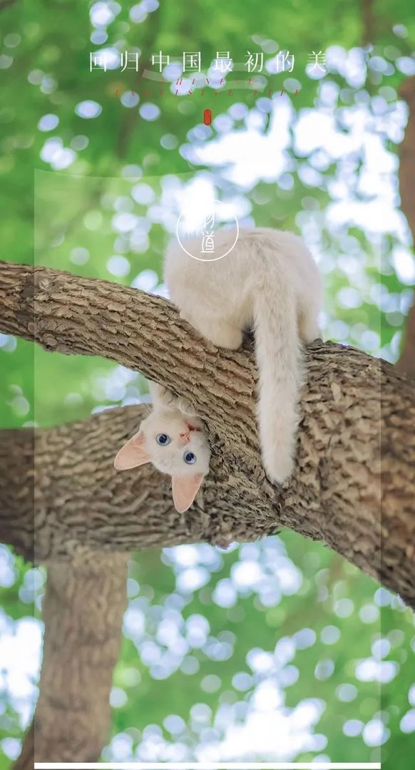 赵薇和刘德华的绯闻？