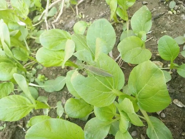 花盆里有小飞虫怎么办？