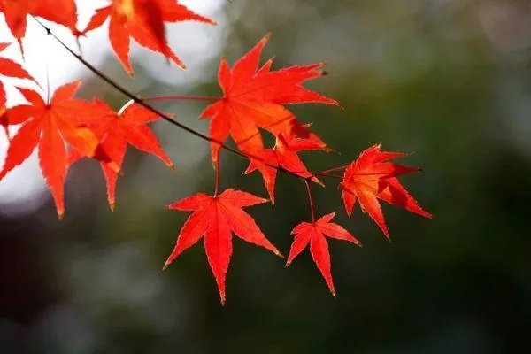 香山红叶什么时候红