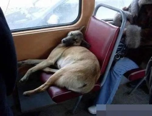 沈阳女乘客不顾指责让狗独占公交座位，应该禁止宠物上公共交通工具么？