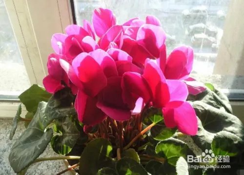 仙鹤来花怎么养 怎么养好仙鹤来花