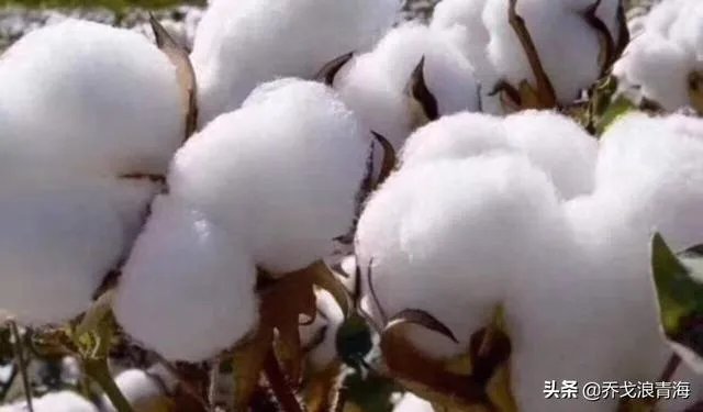 想问下，有哪些吸汗棉袜价格不是很贵的？能在网上购买？