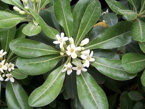 云南天坑接连发现极危物种，消失了106年的竹生羊奶子是什么？