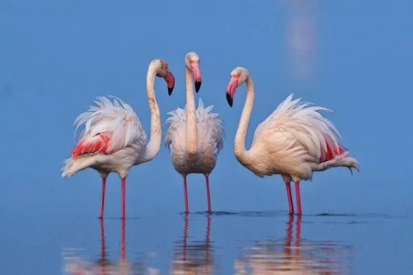 火烈鸟排队体检打疫苗，动物也需要打疫苗吗？