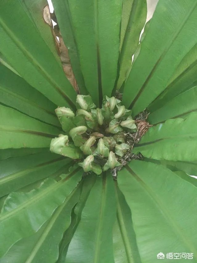 中国歌唱家有哪些？