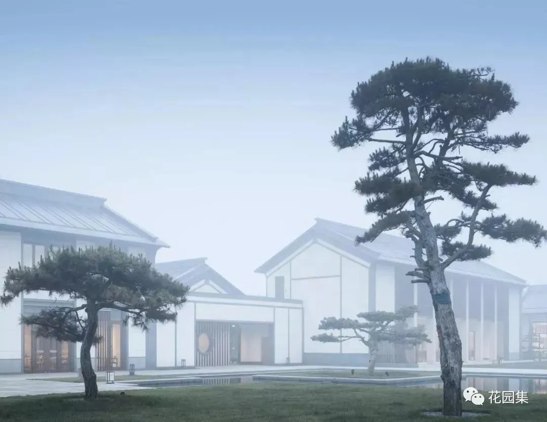 造型松，无奇不自由！气质庭院必备元素