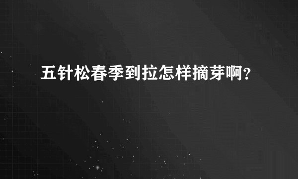 五针松春季到拉怎样摘芽啊？