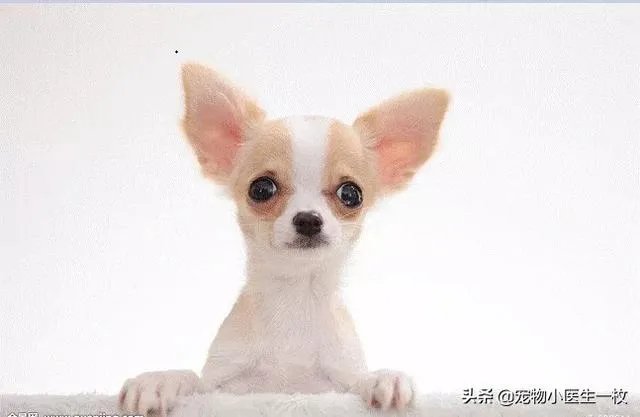 为什么我家狗狗每次突然见到主人我，都会尿失禁？