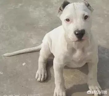 怎么区分比特犬、杜高犬和卡斯特牧羊犬?