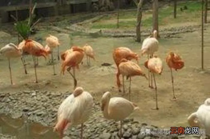 汶川地震曾出现的几个奇异现象 汶川地震灵异事件