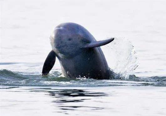 10多头江豚武汉城区江段戏水，你看过这种奇观吗？