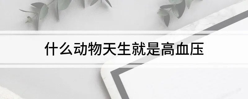 什么动物天生就是高血压