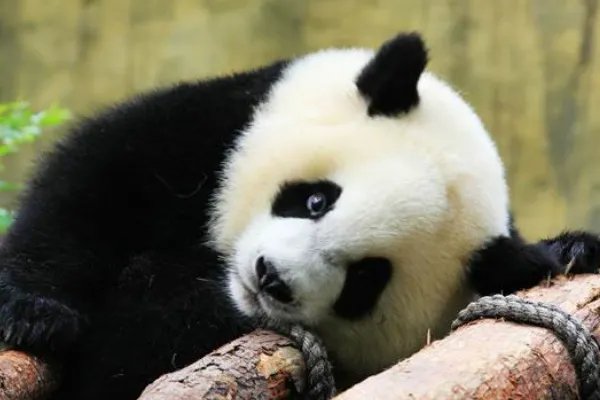 雅安一野生大熊猫经救治无效死亡,大熊猫死前有何异常?